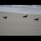 Adler holen Einsiedlerkrebse aus Scheckengehäusen